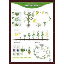 식물체의 구성과 연속성  690×990×20(mm)  식물체의 기본구성과 번식의 연속성을 일러스트 그래픽으로 디자인