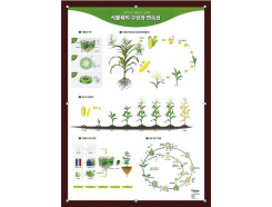 식물체의 구성과 연속성  690×990×20(mm)  식물체의 기본구성과 번식의 연속성을 일러스트 그래픽으로 디자인