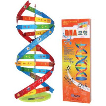 DNA 모형만들기