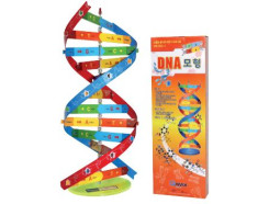 DNA 모형 만들기  170×170×400(mm)    DNA의 구조와 그물 나선형을 체험적으로 수업